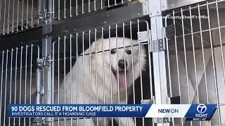 90 Great Pyrenees dogs rescued in Bloomfield hoarding case
