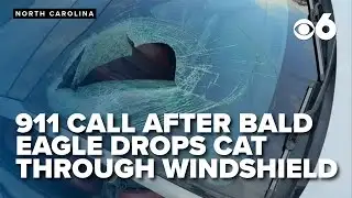 911 CALL: Bald eagle drops cat through car windshield