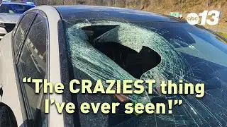 911 CALL: Eagle drops cat onto car, smashing windshield