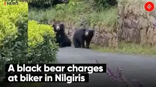 A Black Bear Charges At Biker in Nilgiris
