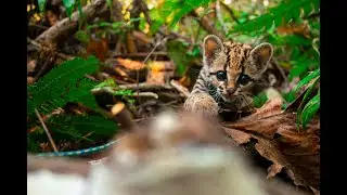 A day with Cefira, the baby Oncilla