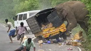 A ferocious wild elephant that bothers people😱