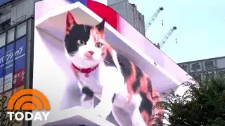 A Giant Digital Cat Is ‘Mesmerizing’ Crowds In Tokyo