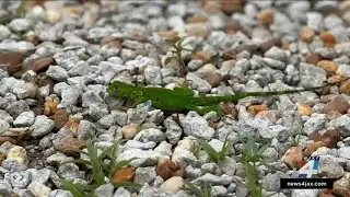 A green iguana was spotted in St. Augustine. Why FWC says you should kill them