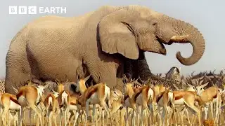 A Journey Across Africa | BBC Earth