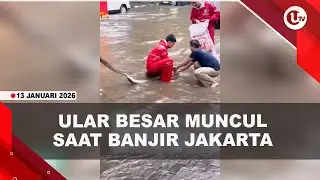A LARGE SNAKE APPEARS DURING FLOODS IN JAKARTA | U-NEWS