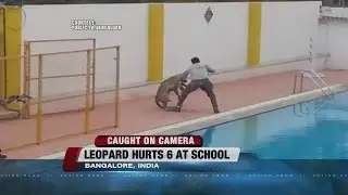 A leopard attacks!