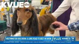 A look at some canines competing in 2026 Westminster Dog Show