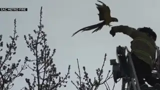 A parrot lives another day as firefighters saved her