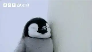 A Penguin Chick
