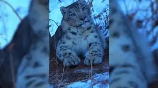 A snow leopard was spotted near Almaty.