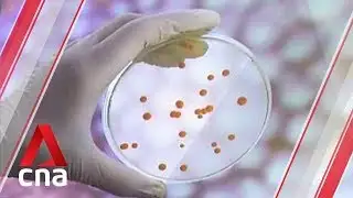 A*STAR scientists find weapon against drug-resistant bacteria