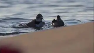 A Summer with Imani & Sea Rocket | Chicago’s Piping Plover Pair