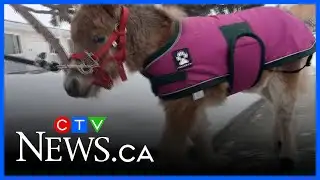 A therapy mini horse visits