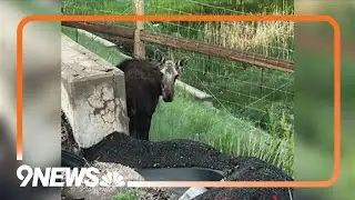 A week of loose moose: Agencies report moose sightings on Front Range