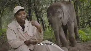 A young elephant hears his name and decides to interrupt an interview