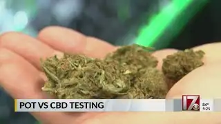 AAA says most people think they won