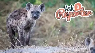 AAR - Hyenas, ep23 2019