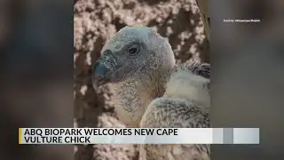 ABQ BioPark welcomes Cape vulture chick