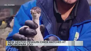 ABQ BioPark welcomes penguin chick