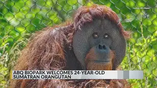ABQ BioPark welcomes Sumatran orangutan
