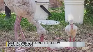 ABQ BioPark welcomes three new flamingo chicks