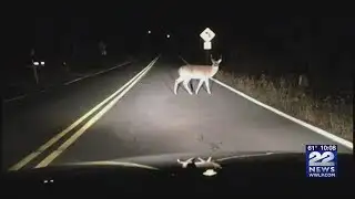 Accidents increasing during deer mating season