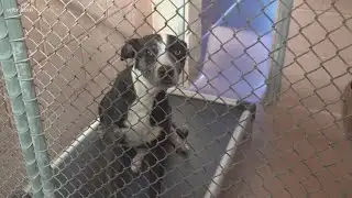 Adopt a shelter pup for the holidays