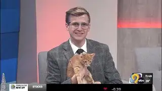 Adoptable Pets: Meet Fred from SAINT Cat Rescue & Adoption Center