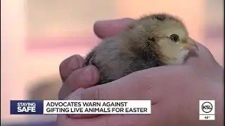 Advocates warn against live animals as Easter gifts