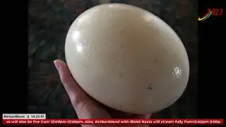 African Proverb of the Day: Everything that has feathers fly except the ostrich