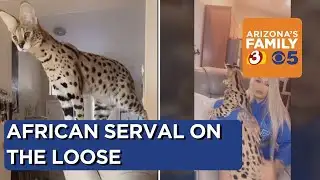 African serval cat on the loose in Ahwatukee