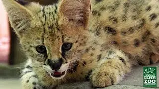 African Serval Kittens at the Naples Zoo