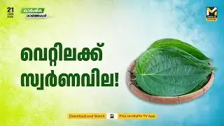 വെറ്റില വിലയിൽ റെക്കോർഡ് | Agriculture News | Betel Nut Boom or Bust?