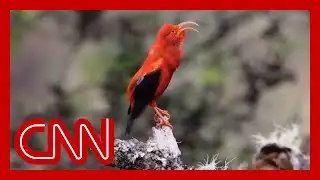 AI and the environment | CNN Creators