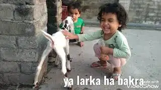 AJ hamari  bakri  NY do bachy diay