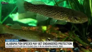 Alabama fish species may get endangered protection