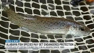 Alabama fish species may soon have endangered protection