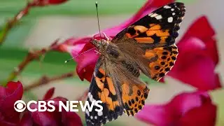 Alarming new data on butterfly decline in the U.S.