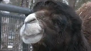 Alaska Zoo raises funds to expand camel habitat