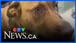 Alberta animal rescues struggling to keep up with demand