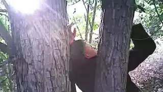 Albuquerque police video shows man nailed to tree