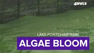Algae blooming across Lake Pontchartrain