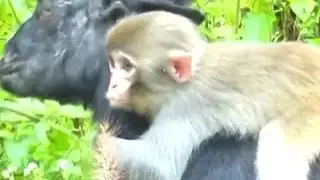 All the feels: Year in animals 2016