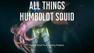 All Things Humboldt Squid - Red Devils of the Deep! 🦑