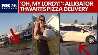 Alligator interrupts pizza delivery in Florida