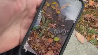 Alligator spotted in Boston