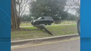 Alligator spotted near New Orleans City Park