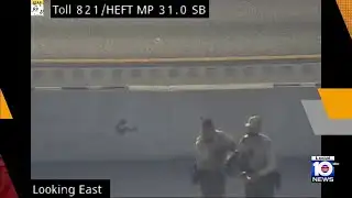 Alligator spotted on Turnpike in Miami-Dade County