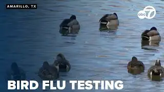 Amarillo health officials urge residents to avoid sick or dead birds as testing continues